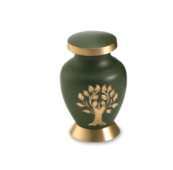 Golden Tree Cypress Green - KS