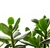 Kiri Money Tree - 3 Left
