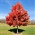 Kiri Red Maple Tree