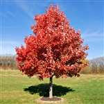 Kiri Red Maple Tree