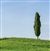 Kiri Cypress