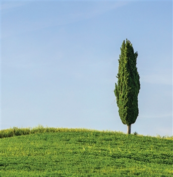 Kiri Cypress