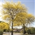 Kiri Honey Locust