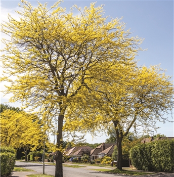 Kiri Honey Locust