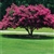 Kiri Crape Myrtle