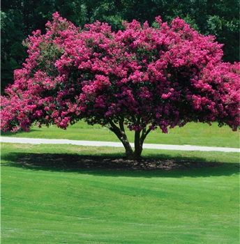 Kiri Crape Myrtle