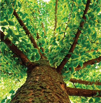 Kiri Ginkgo