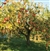 Kiri Apple Tree
