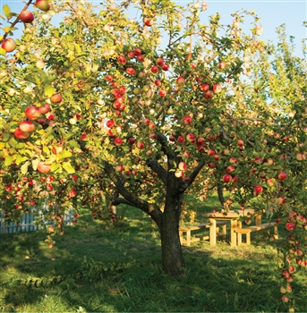 Kiri Apple Tree