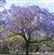 Kiri Blue Jacaranda