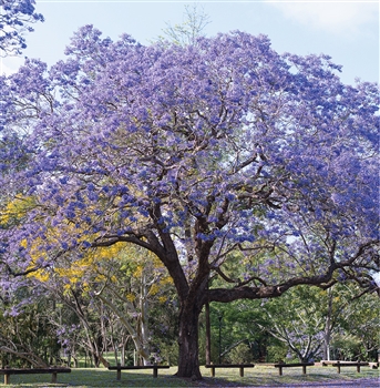 Kiri Blue Jacaranda
