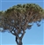 Kiri Pinus Pinea