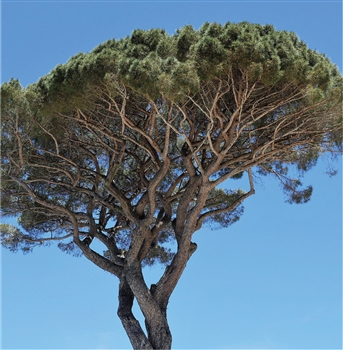 Kiri Pinus Pinea