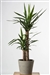 Kiri Spineless Yucca