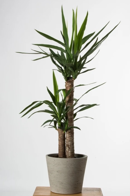 Kiri Spineless Yucca