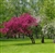 Kiri Malus Brandywine - 2 Left