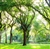 Kiri American Elm