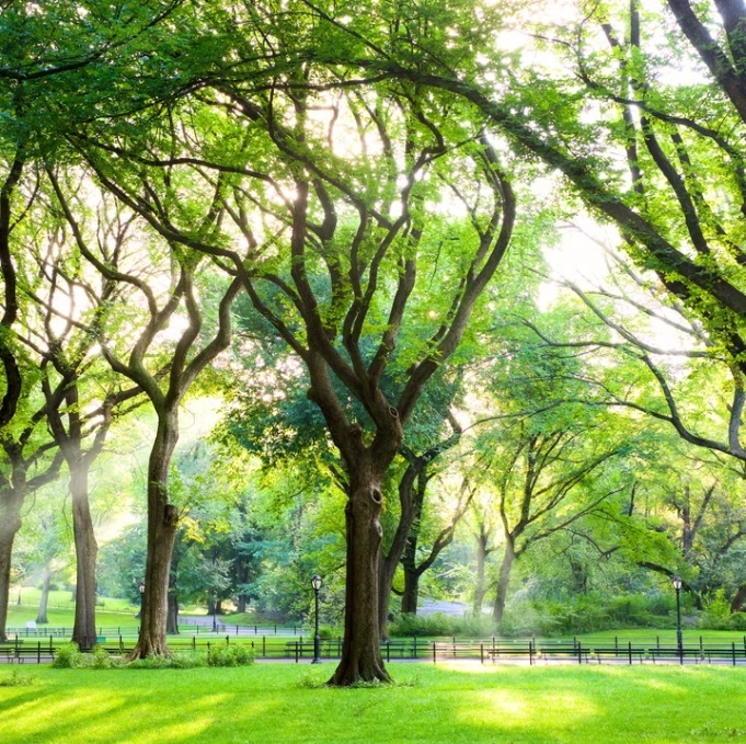 Kiri American Elm
